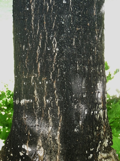 {Acer nigrum}